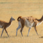 Guanaco (Lama guanicoe) y su cría. Créditos: ©Jean Paul de la Harpe