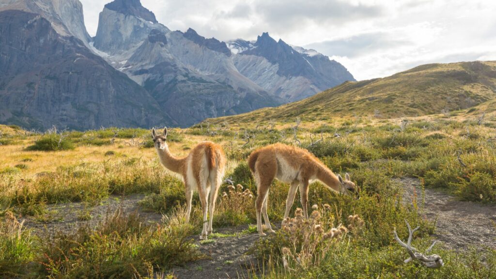 Guanaco. Créditos: Kamchatka.