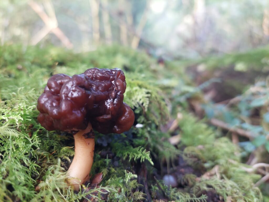 Gyromitra spp. Créditos: ©Dinelly Soto