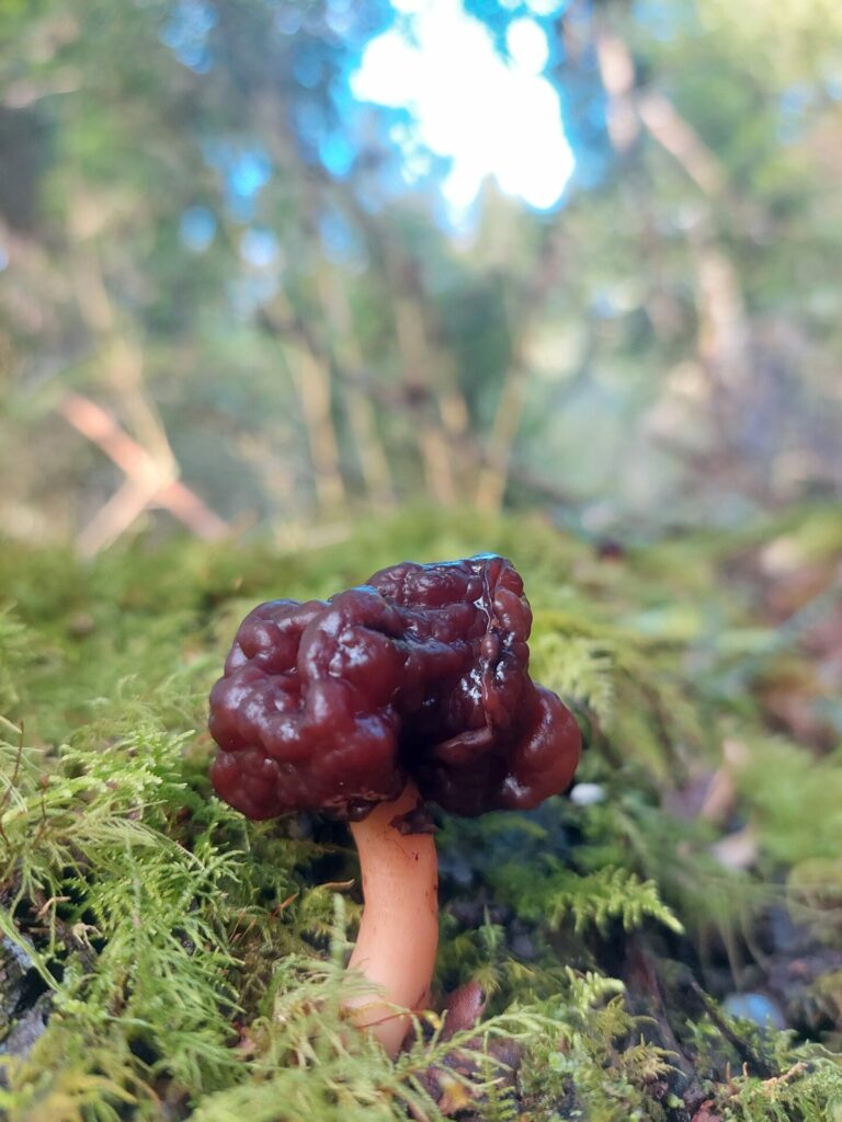 Gyromitra spp. Créditos: ©Dinelly Soto