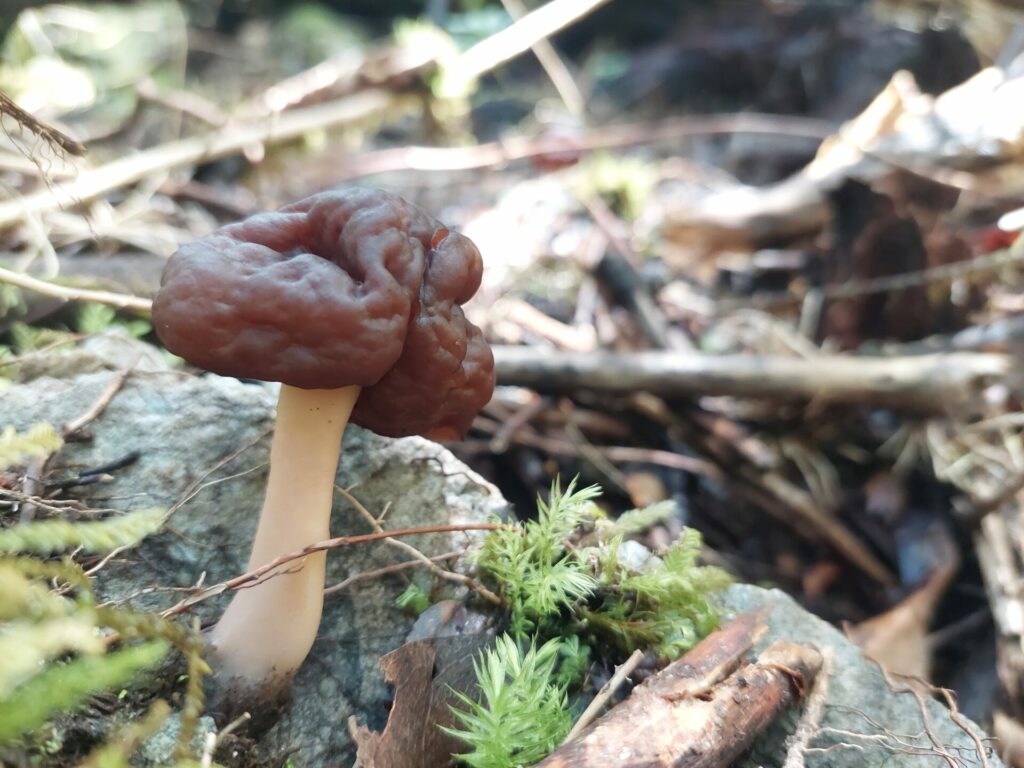 Gyromitra spp. Créditos: ©Dinelly Soto