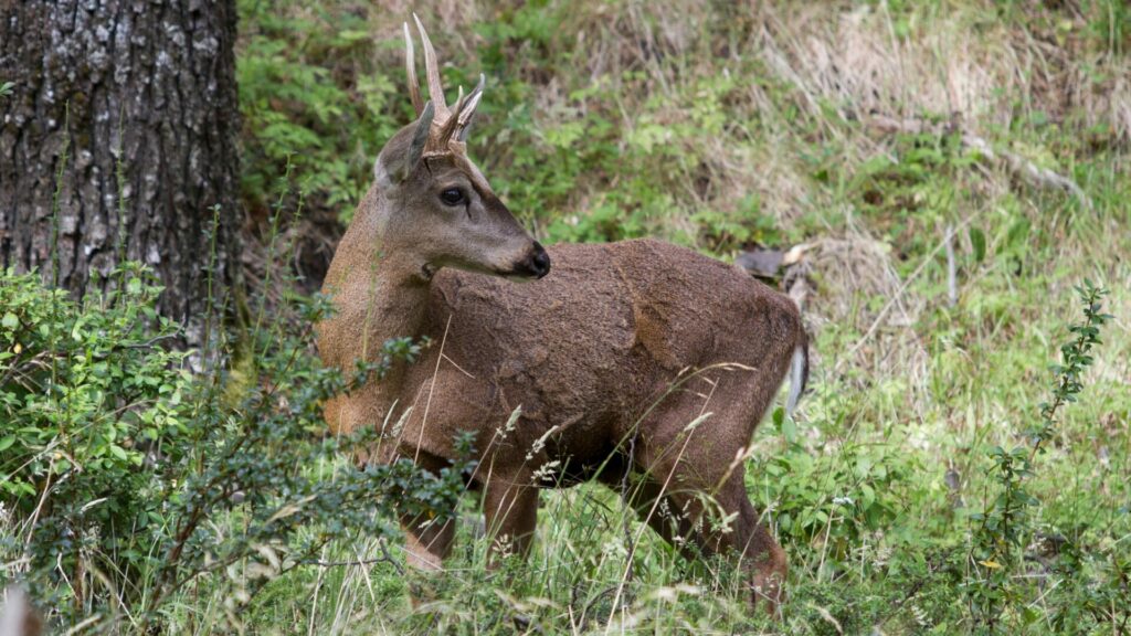 Huemul. Créditos: Panchof.