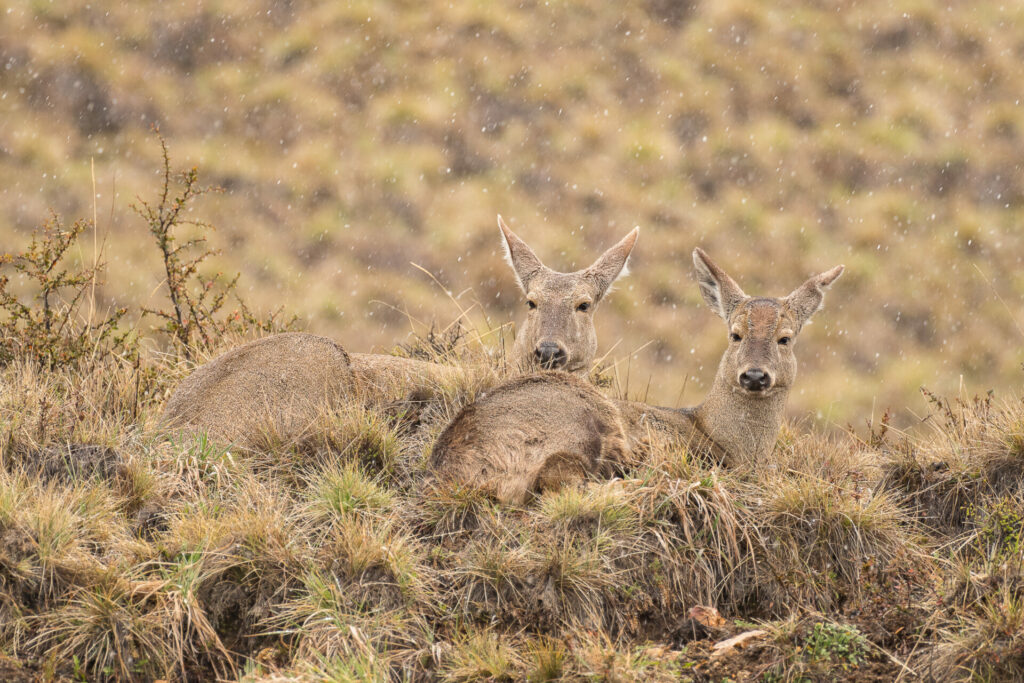 Huemul (Hippocamelus bisulcus) y su cría. Créditos: ©Jean Paul de la Harpe