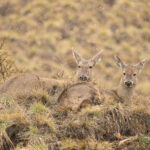 Huemul (Hippocamelus bisulcus) y su cría. Créditos: ©Jean Paul de la Harpe