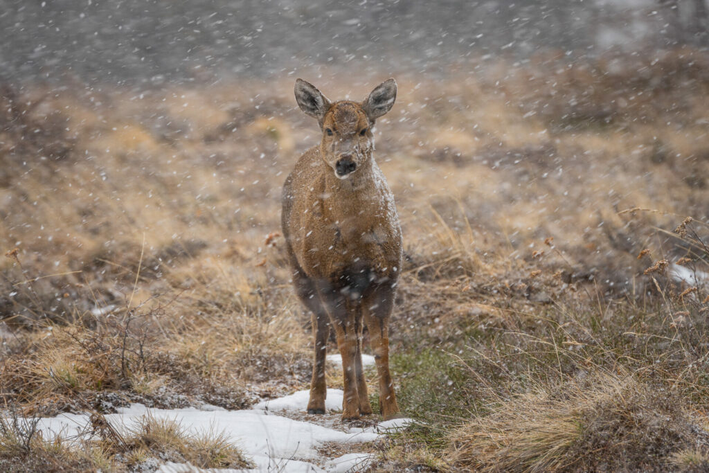 Cría de huemul (Hippocamelus bisulcus). Créditos: ©Jean Paul de la Harpe