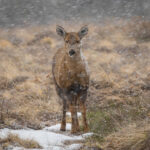 Cría de huemul (Hippocamelus bisulcus). Créditos: ©Jean Paul de la Harpe