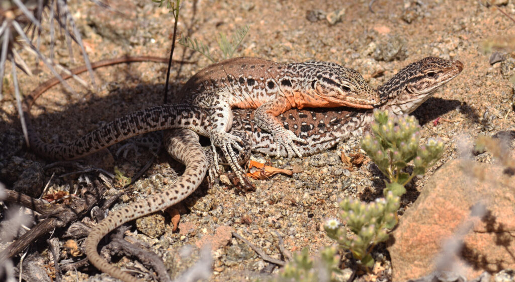 Iguana chilena (Callopistes maculatus). Créditos: ©Patricia Vega - Cortesía de Jane Goodall Chile