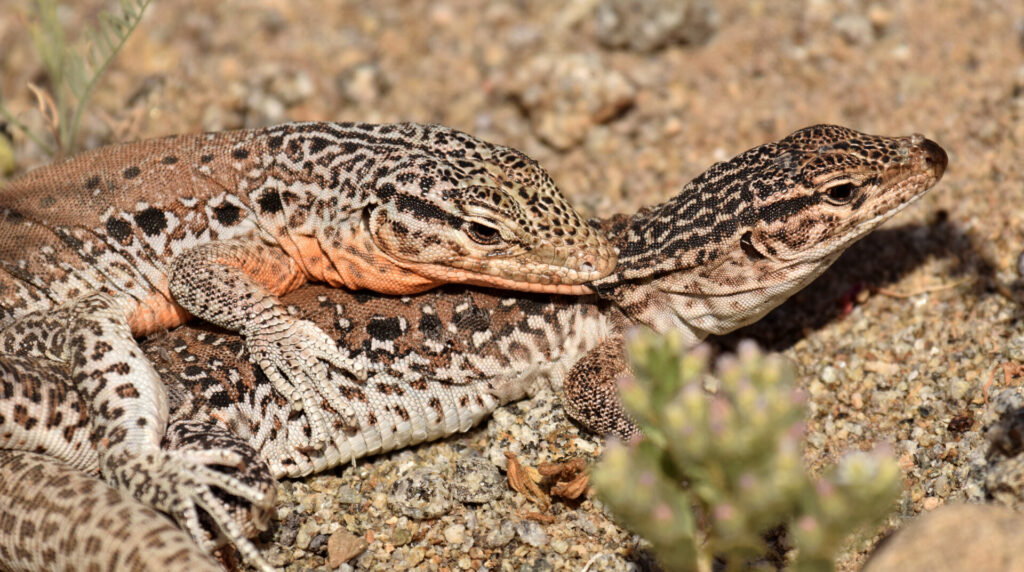 Iguana chilena (Callopistes maculatus). Créditos: ©Patricia Vega - Cortesía de Jane Goodall Chile