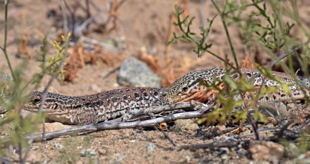 Iguana chilena (Callopistes maculatus). Créditos: ©Patricia Vega - Cortesía de Jane Goodall Chile