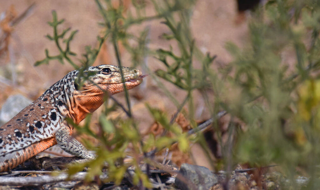 Iguana chilena (Callopistes maculatus). Créditos: ©Patricia Vega - Cortesía de Jane Goodall Chile