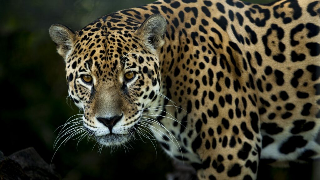 Jaguar. Créditos: Nivkbar.