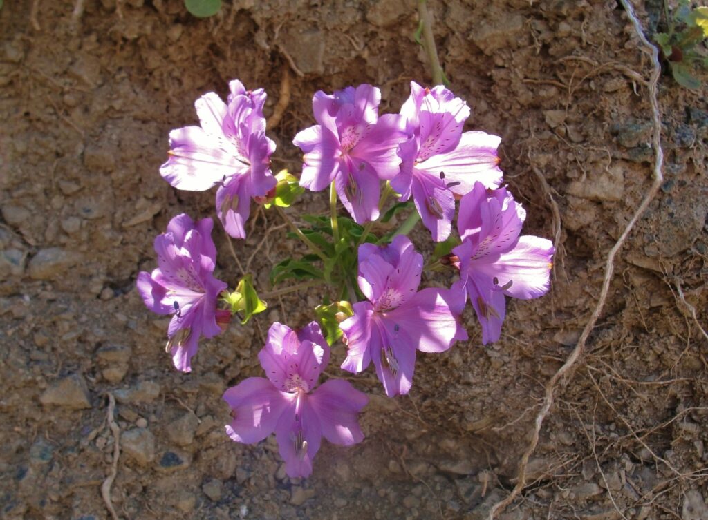 Alstroemeria violacea. Créditos: Juan de los Zorros.