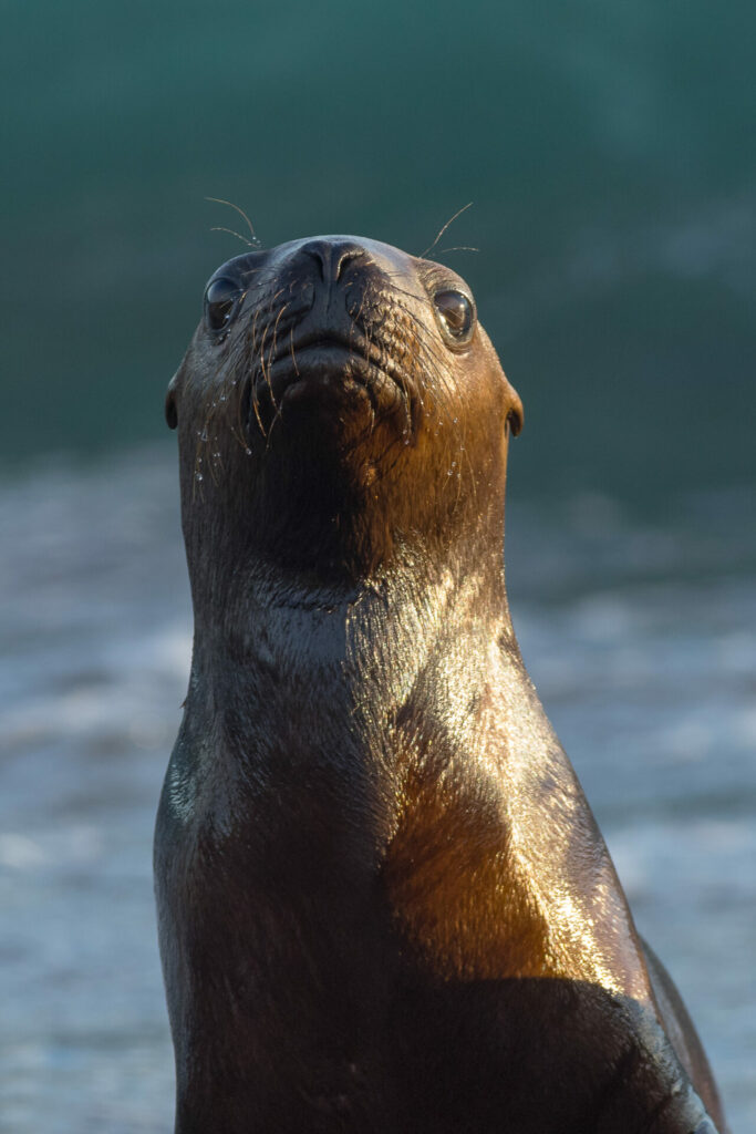 Cría de lobo de mar. Créditos ©Jean Paul de la Harpe