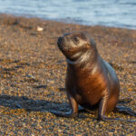 Cría de lobo de mar. Créditos ©Jean Paul de la Harpe