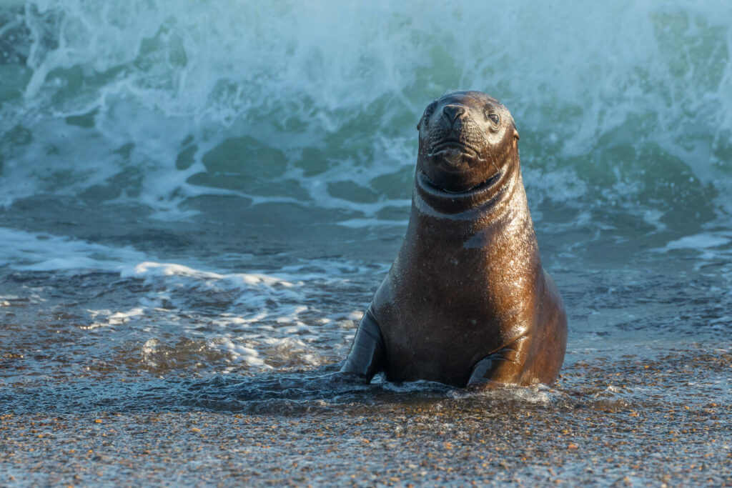 Cría de lobo de mar. Créditos ©Jean Paul de la Harpe