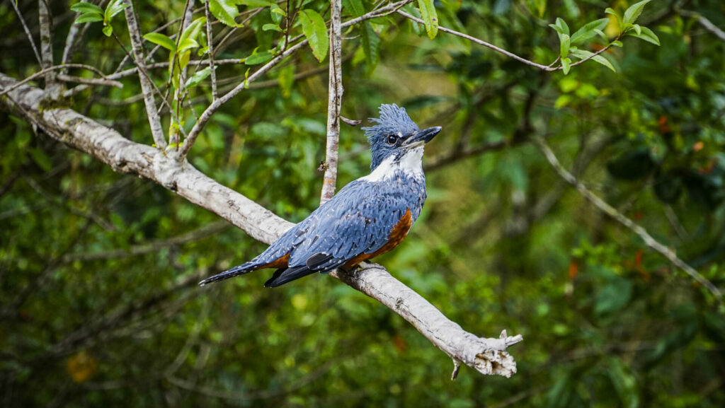 Martín Pescador - Parque Nacional Chiloé