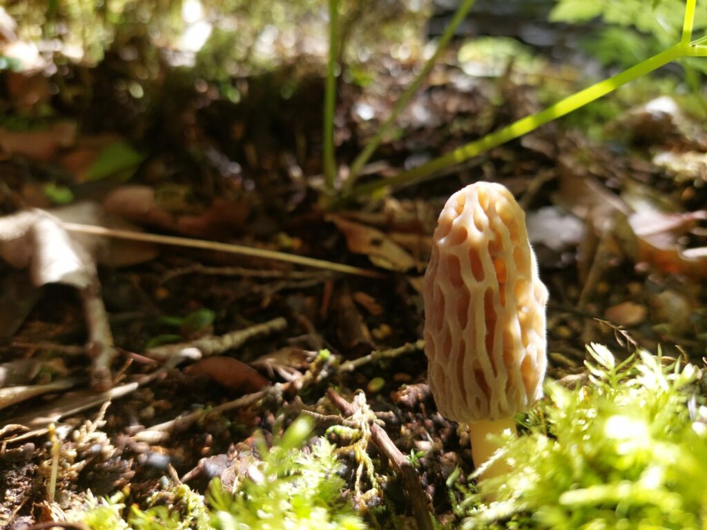 Morchella spp. Créditos: ©Dinelly Soto