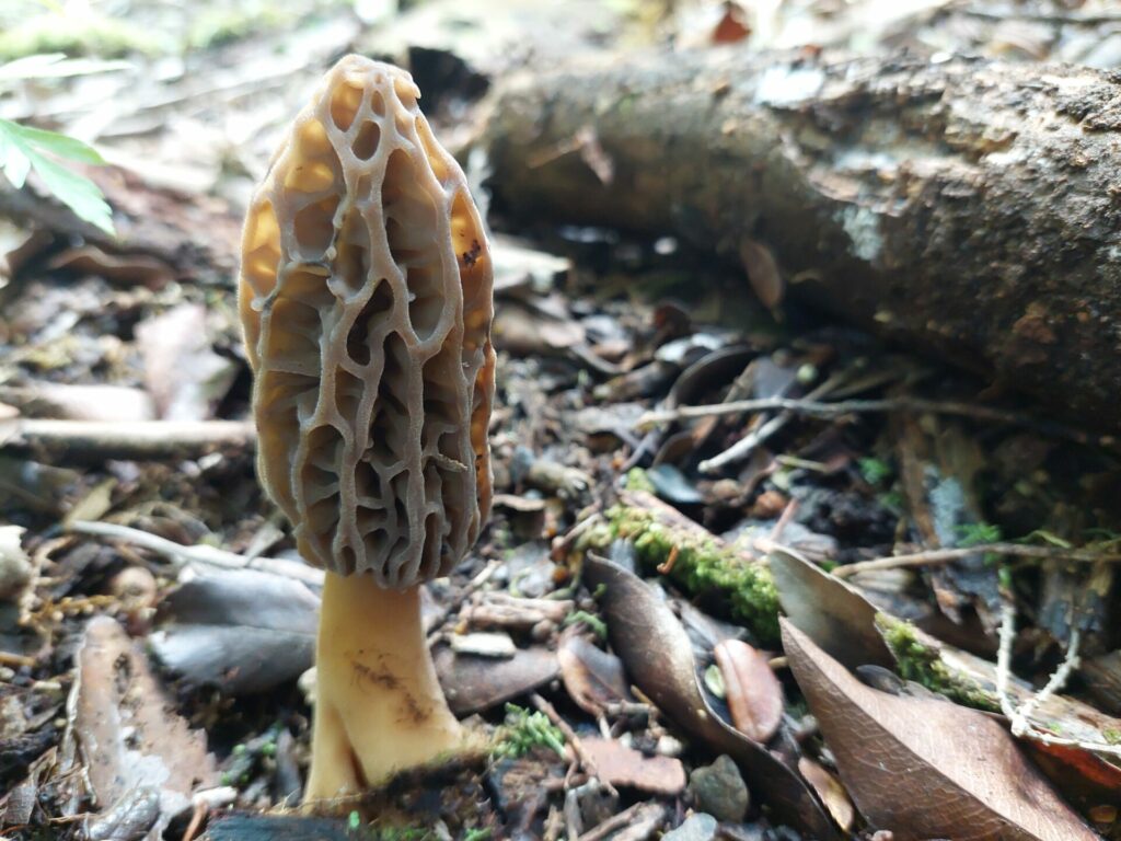 Morchella spp. Créditos: ©Dinelly Soto