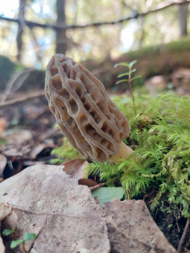 Morchella spp. Créditos: ©Dinelly Soto