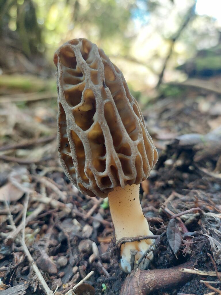 Morchella spp. Créditos: ©Dinelly Soto