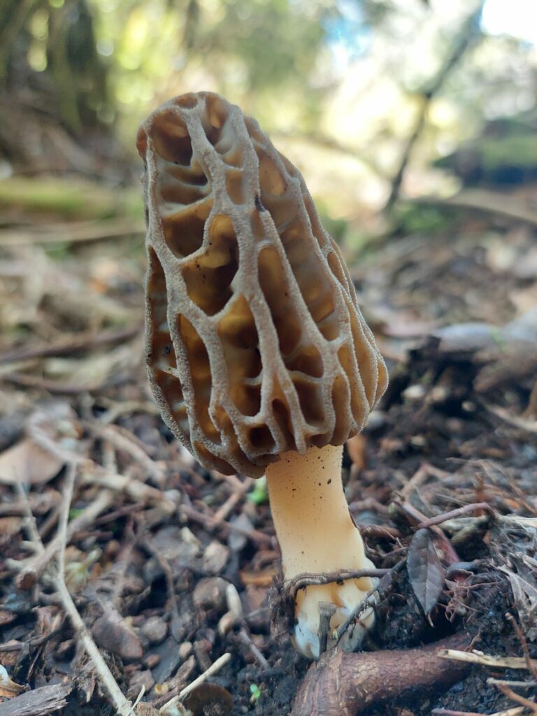 Morchella spp. Créditos: ©Dinelly Soto