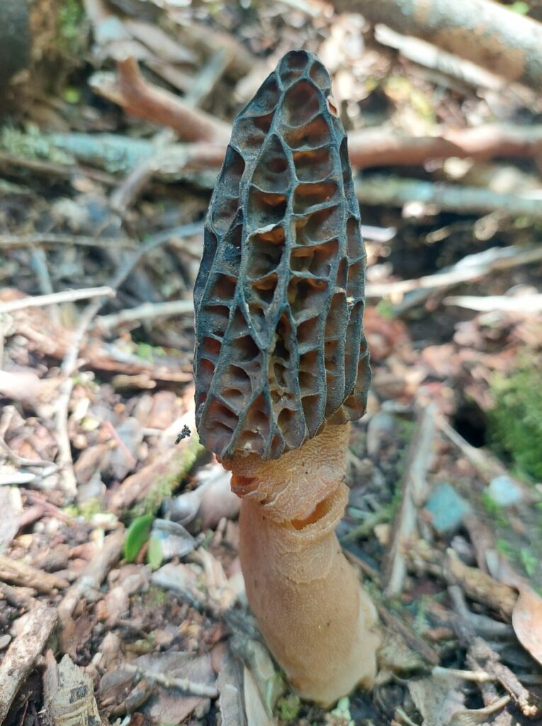 Morchella spp. Créditos: ©Dinelly Soto