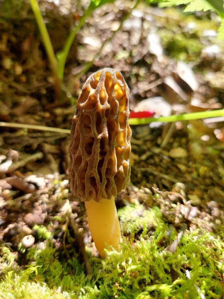 Morchella spp. Créditos: ©Dinelly Soto