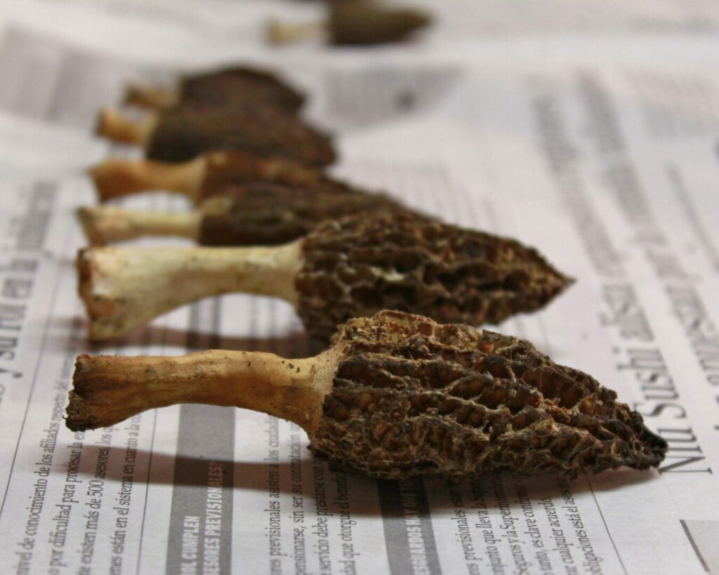 Morchella spp. Créditos: ©Fundación Fungi