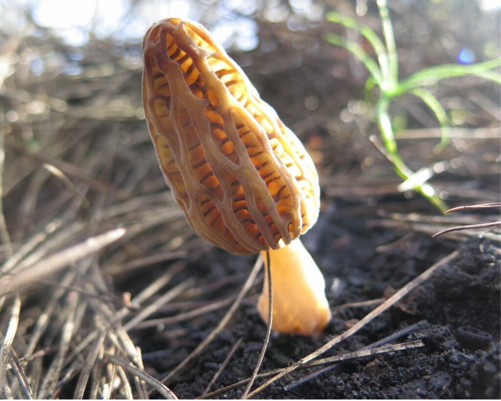 Morchella spp. Créditos: ©Fundación Fungi