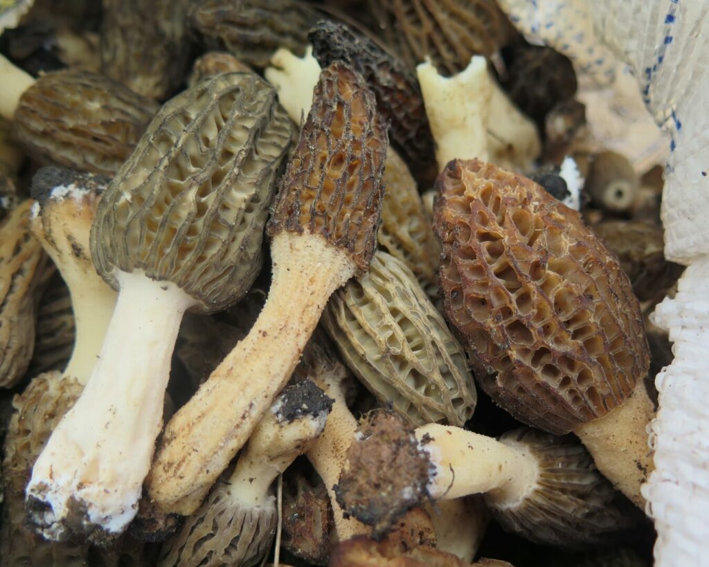 Morchella spp. Créditos: ©Fundación Fungi