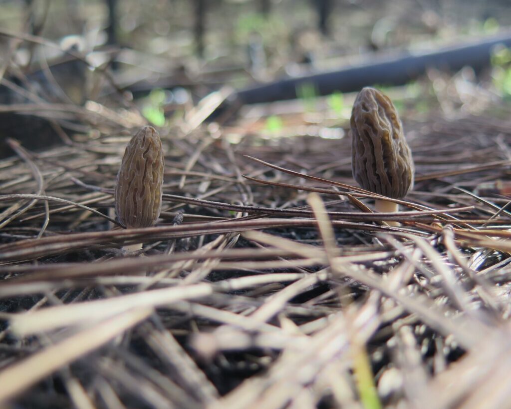 Morchella spp. Créditos: ©Fundación Fungi