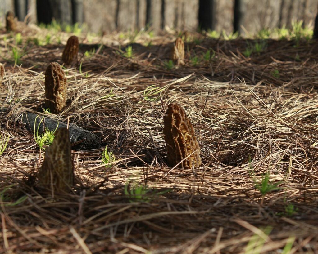 Morchella spp. Créditos: ©Fundación Fungi