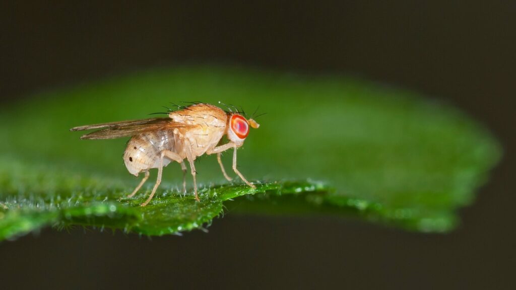 Mosca del género Drosophila. Créditos: Imnature.