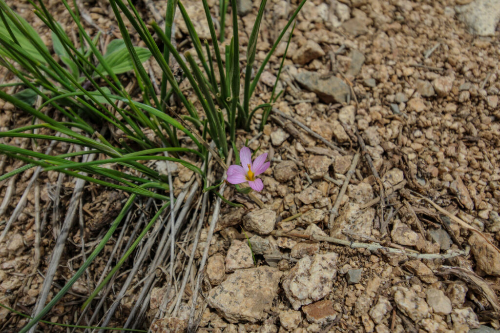 Olsynium spp. c Tamara Núñez