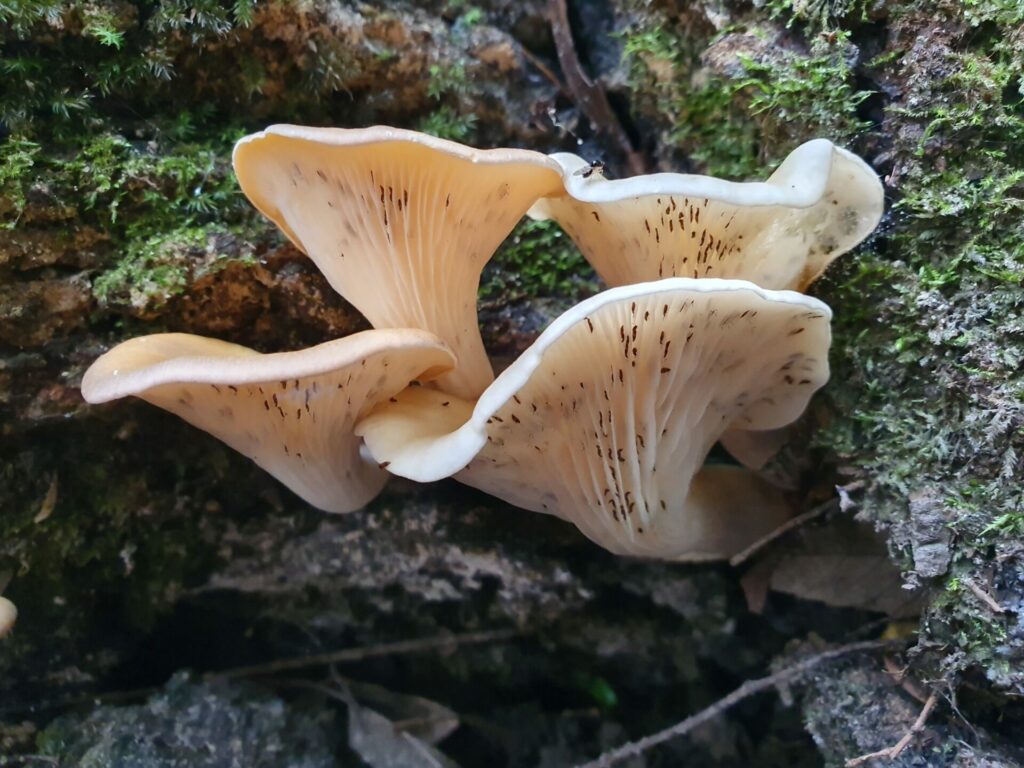 Omphalotus nidiformis. Créditos: Felix Harper.