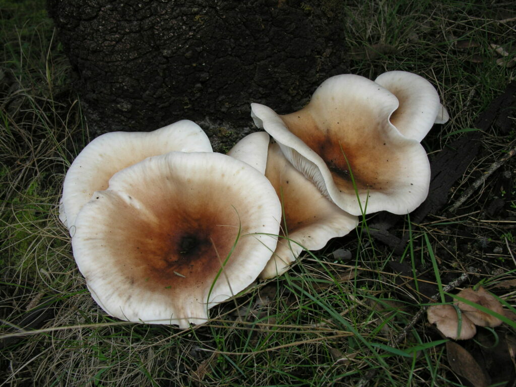 Omphalotus nidiformis. Créditos: Paul George.