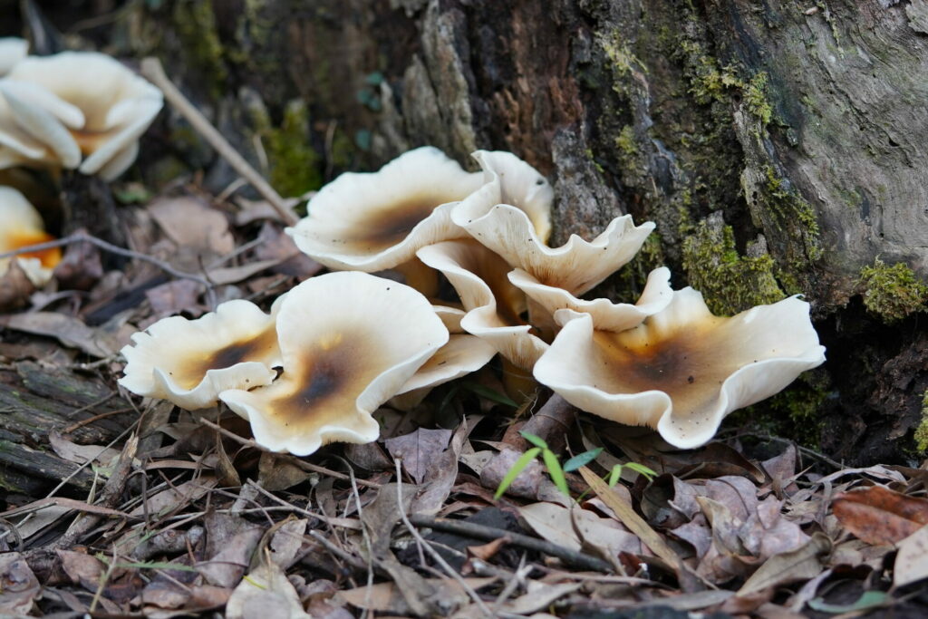 Omphalotus nidiformis. Créditos: Reiner Richter.