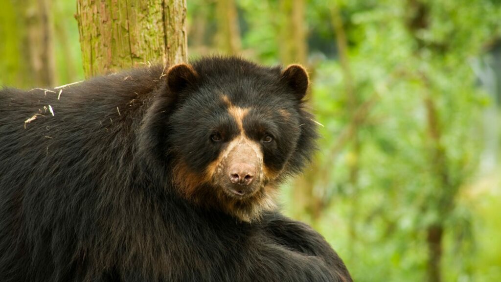 Oso de anteojos. Créditos: Andyd.