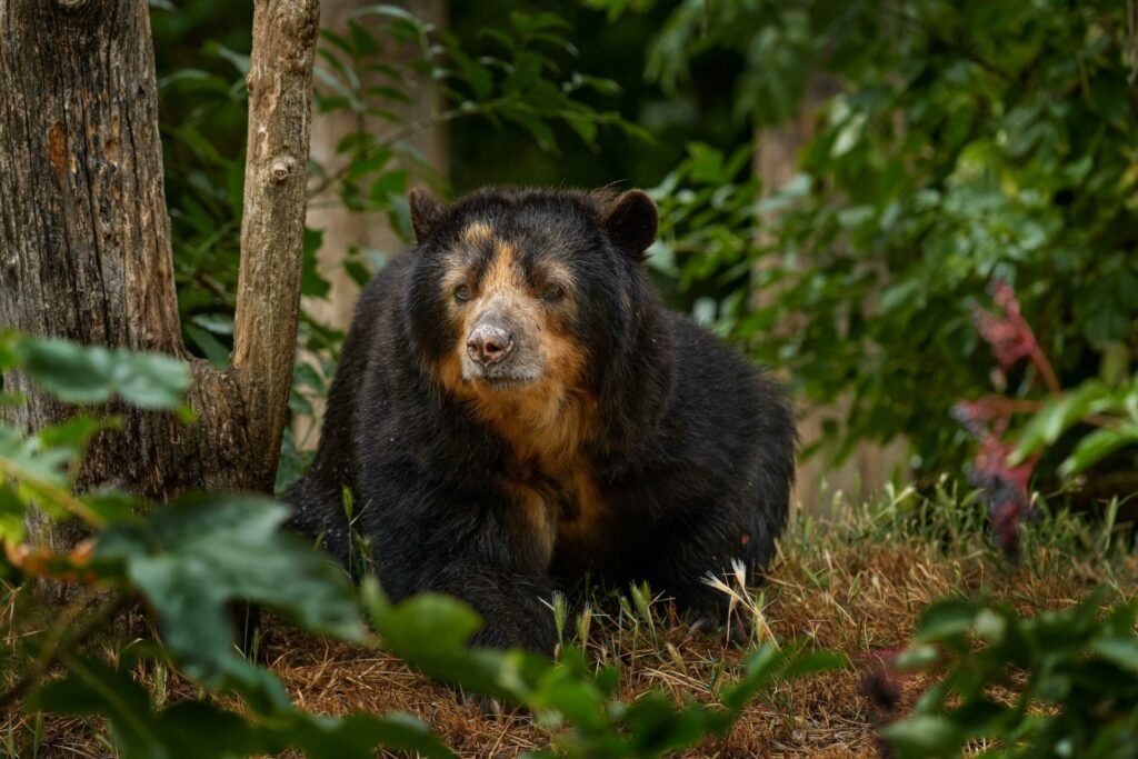 Oso de anteojos (Tremarctos ornatus), la única especie de oso autóctona de Sudamérica.