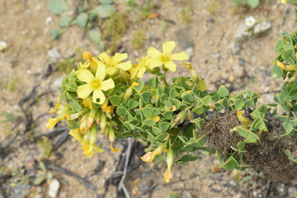 Oxalis gigantea. Créditos: Cristian Atala.