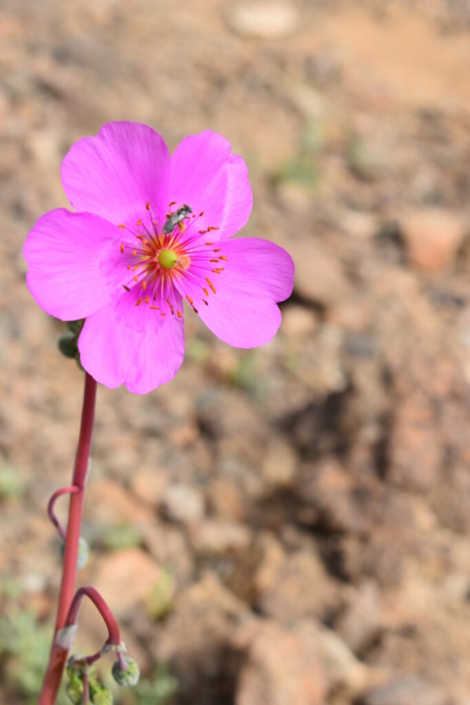 Cistanthe grandiflora. Créditos: Cristian Atala.