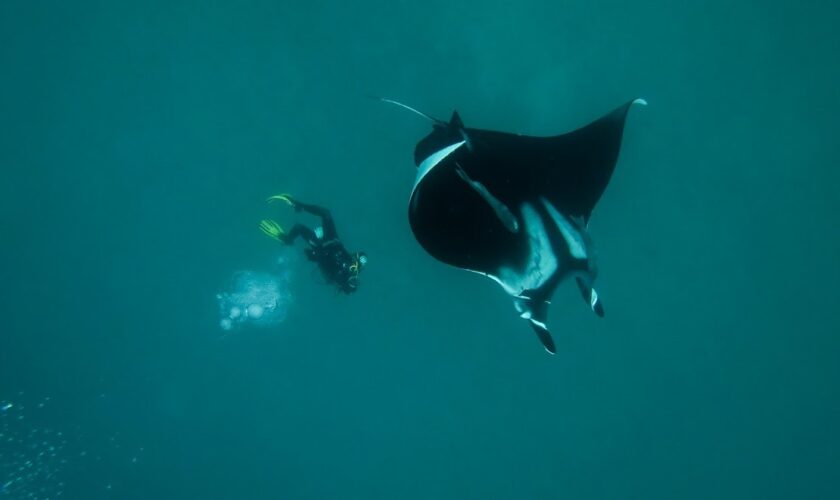 Historias bajo el agua: Cinco buzos chilenos y sus encuentros más inolvidables en el mar