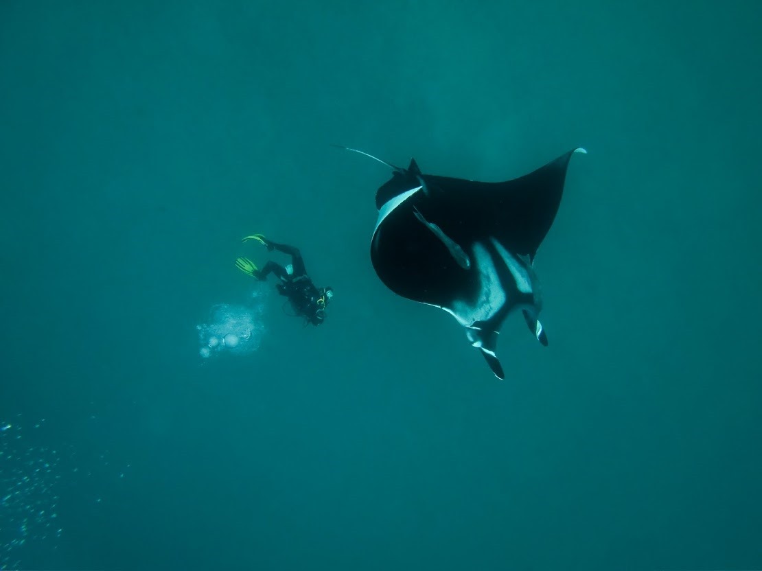 Historias bajo el agua: Cinco buzos chilenos y sus encuentros más inolvidables en el mar