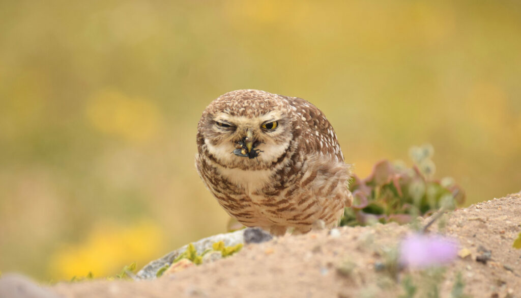 Pequen (Athene cunicularia). Créditos: ©Patricia Vega - Cortesía de Jane Goodall Chile