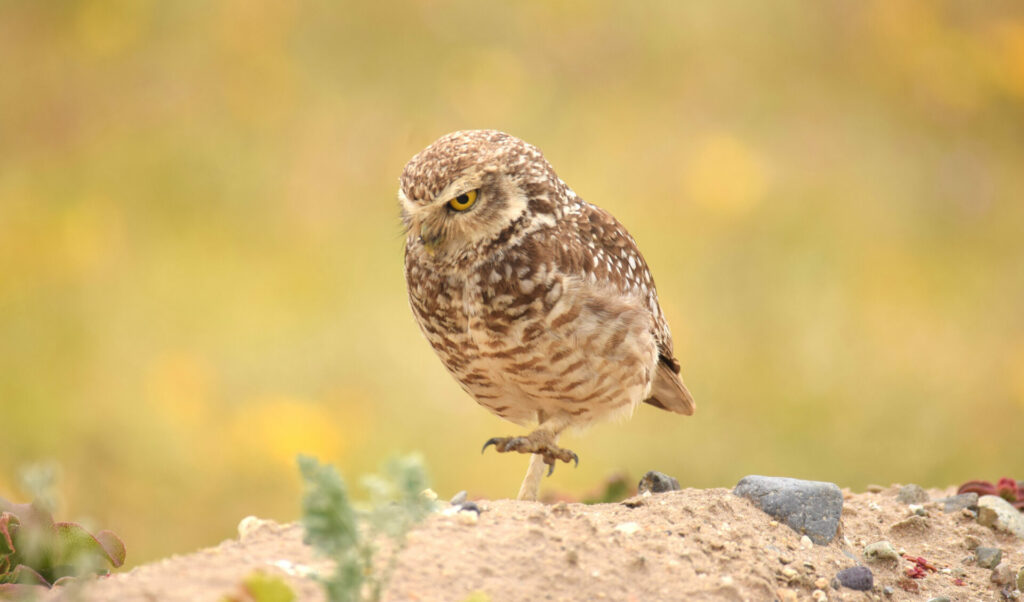 Pequen (Athene cunicularia). Créditos: ©Patricia Vega - Cortesía de Jane Goodall Chile