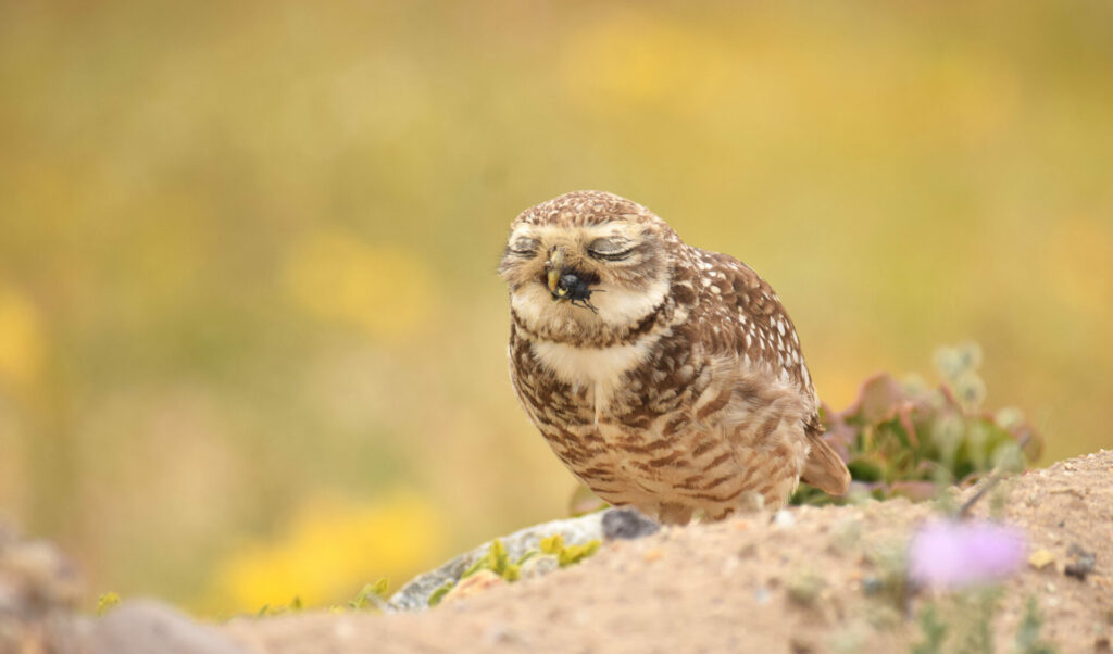 Pequen (Athene cunicularia). Créditos: ©Patricia Vega - Cortesía de Jane Goodall Chile