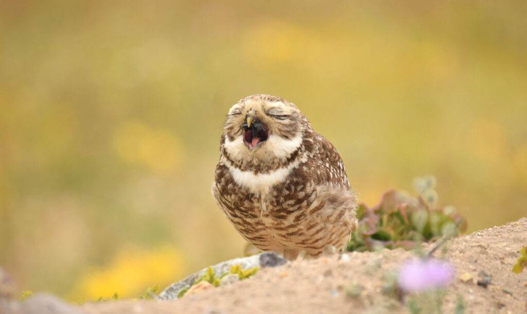 Pequen (Athene cunicularia). Créditos: ©Patricia Vega - Cortesía de Jane Goodall Chile