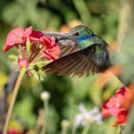 Picaflor azul (Colibri coruscans). Créditos Chile Birds