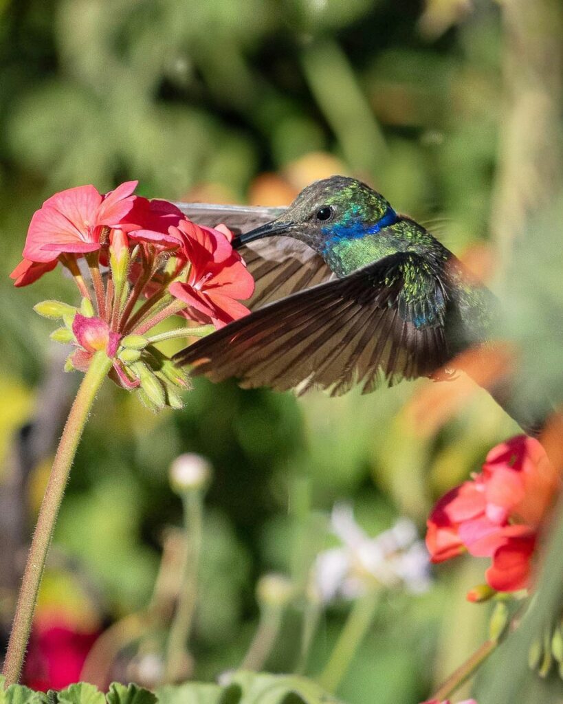 Picaflor azul (Colibri coruscans). Créditos Chile Birds