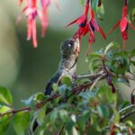 Picaflor chico (Sephanoides sephaniodes) libando flor de Chilco (Fuchsia magellanica) Fotografía de @araya_fotografia_aves